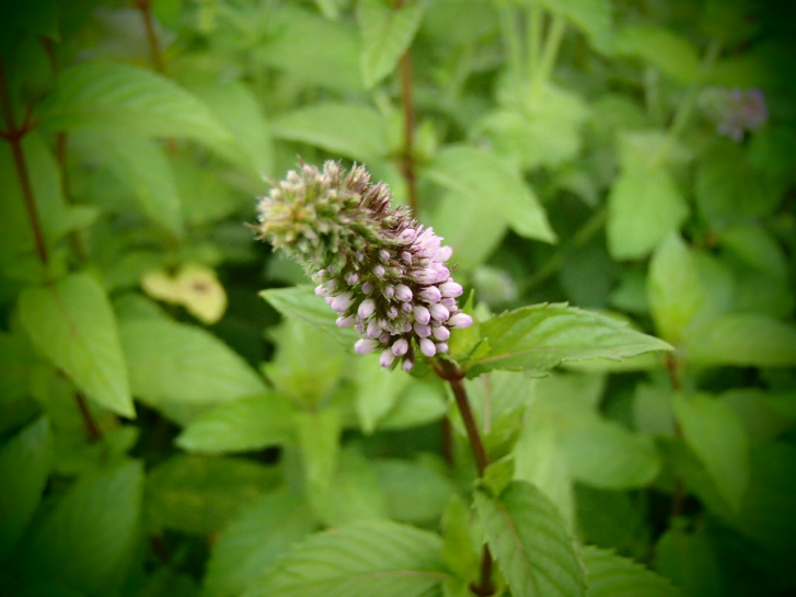 18787 / Mentha species